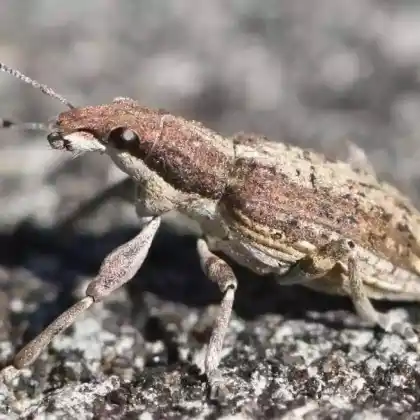 Foto von  (Charagmus griseus)