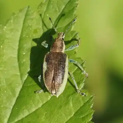 Foto von  (Chlorophanus flavescens)