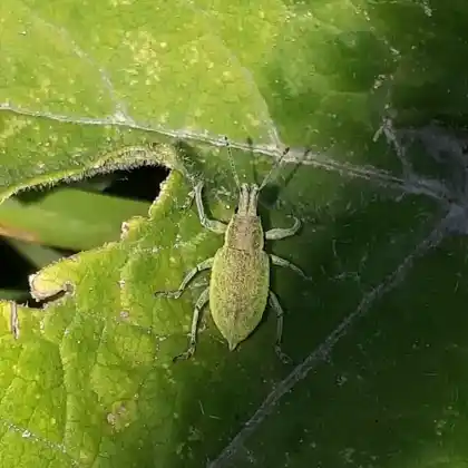 Foto von  (Chlorophanus pollinosus)