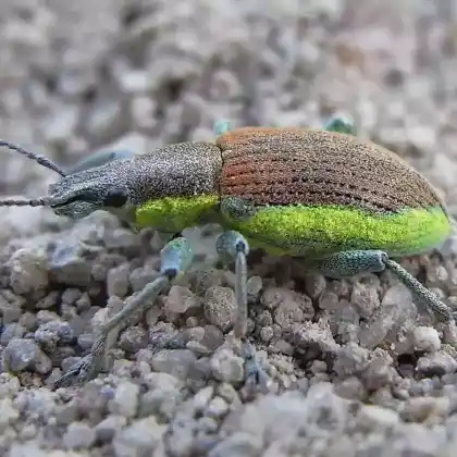 Foto von Dunkelgrüner Gelbrandrüssler (Chlorophanus viridis)