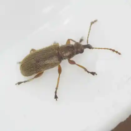 Foto von Heller Kiefernblütenrüssler (Cimberis attelaboides)