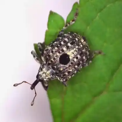 Foto von  (Cionus hortulanus)