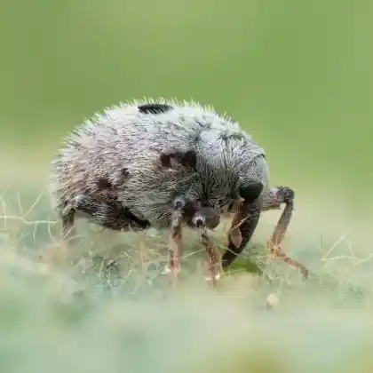 Foto von  (Cionus olens)