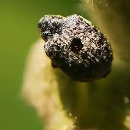 Foto von  (Cionus thapsus)