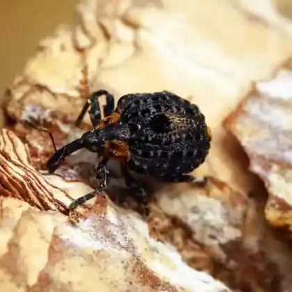 Foto von Dunkler Braunwurzschaber (Cionus tuberculosus)