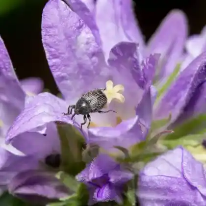 Foto von  (Cleopomiarus distinctus)