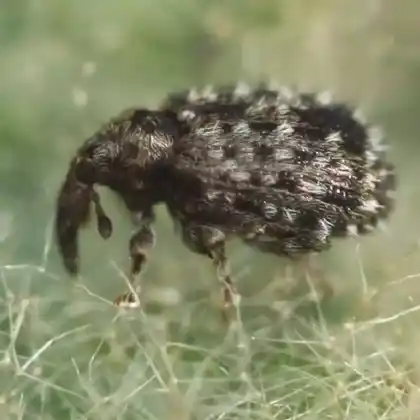 Foto von  (Cleopus solani)