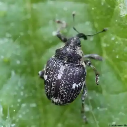 Foto von  (Coeliastes lamii)