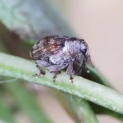 Foto von Dunkler Eichenrüssler (Coeliodes rana)