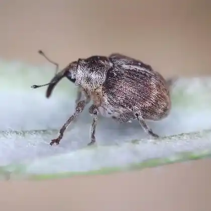 Foto von  (Coeliodes ruber)