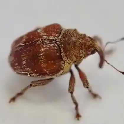Foto von  (Coeliodes transversealbofasciatus)