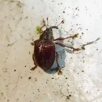 Foto von  (Coeliodinus rubicundus)