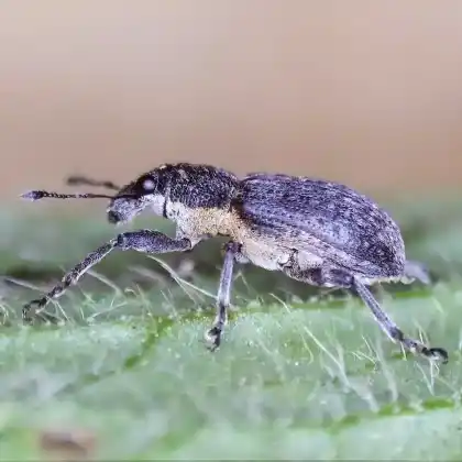 Foto von  (Coelositona cambricus)