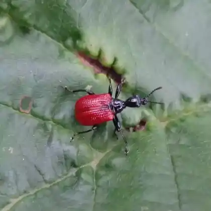 Foto von  (Compsapoderus erythropterus)