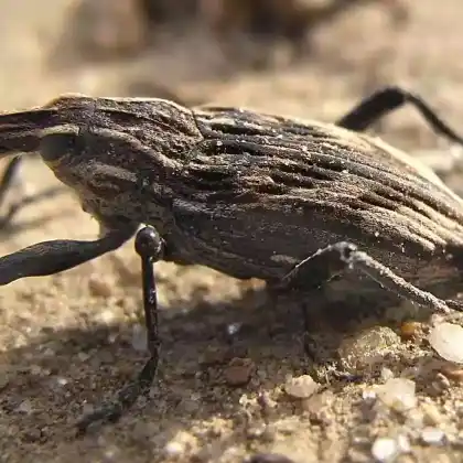 Foto von  (Coniocleonus nigrosuturatus)