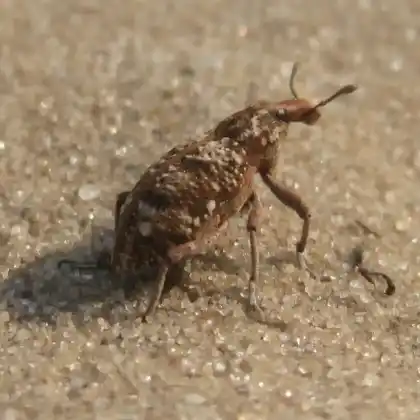Foto von  (Coniocleonus turbatus)