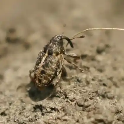 Foto von  (Coryssomerus capucinus)