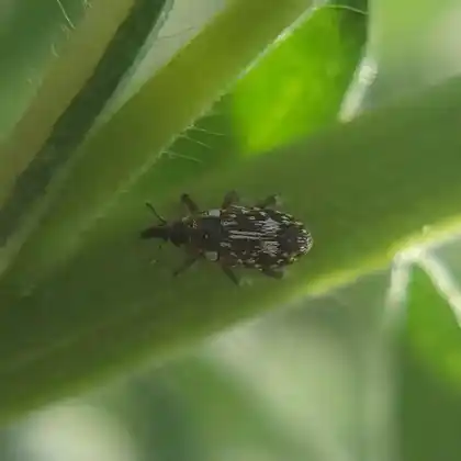 Foto von  (Cosmobaris scolopacea)