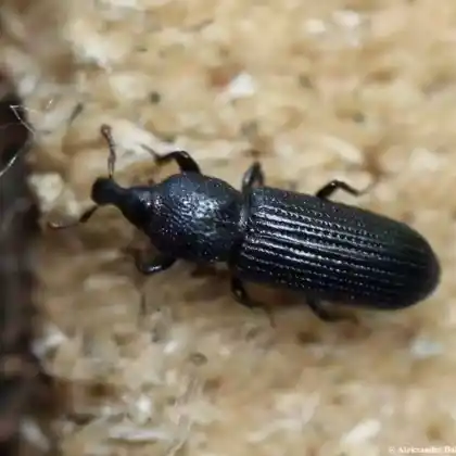 Foto von  (Cossonus cylindricus)