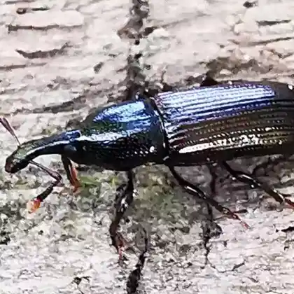 Foto von Schlanker Faulholzrüssler (Cossonus linearis)