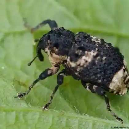 Foto von Erlenwürger (Cryptorhynchus lapathi)