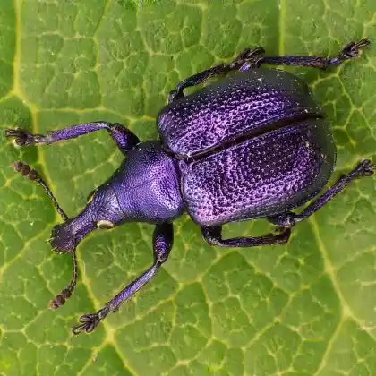 Foto von  (Curculio betulae)