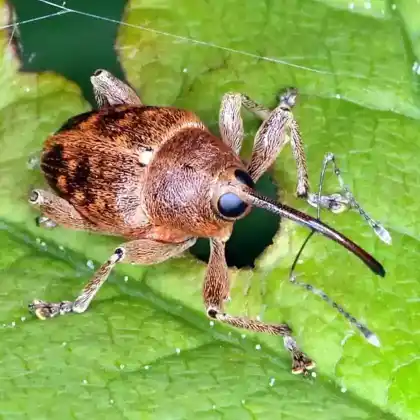 Foto von  (Curculio glandium)