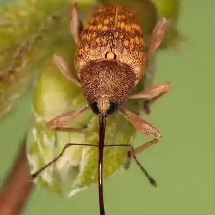 Foto von Haselnussbohrer (Curculio nucum)