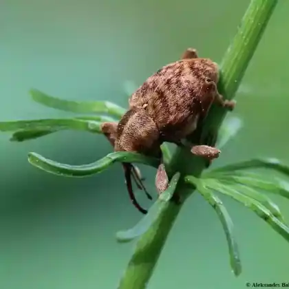 Foto von  (Curculio pellitus)