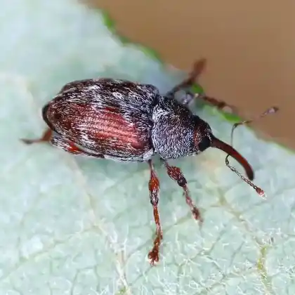 Foto von  (Curculio rubidus)