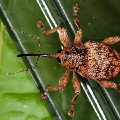Foto von  (Curculio venosus)