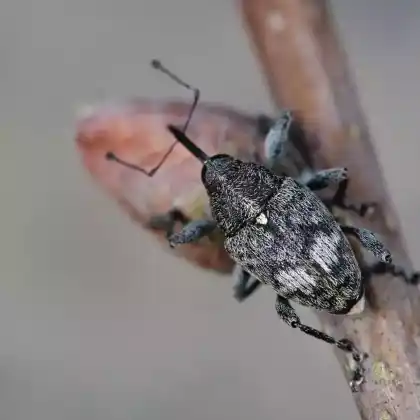 Foto von Zottiger Gallenbohrer (Curculio villosus)