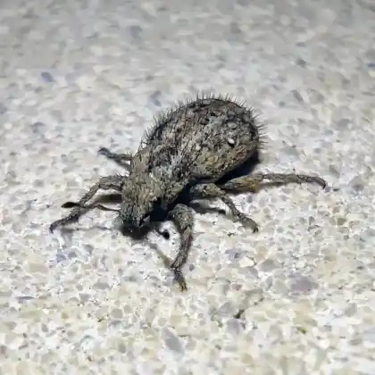 Foto von  (Cycloderes pilosulus)