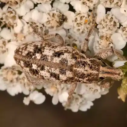 Foto von  (Cyphocleonus dealbatus)