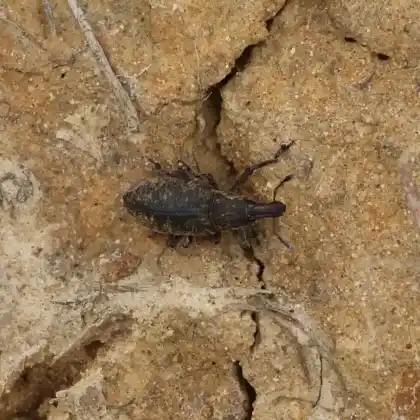 Foto von  (Cyphocleonus trisulcatus)
