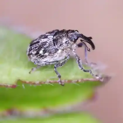 Foto von  (Datonychus melanostictus)