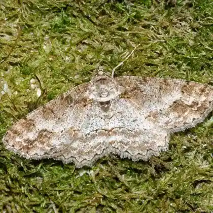 Foto von Braunmarmorierter Baumspanner (Alcis repandata)