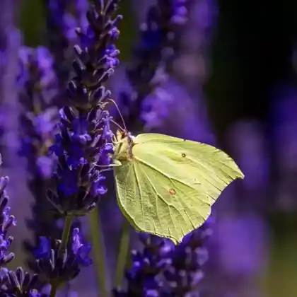 Foto von Zitronenfalter (Gonepteryx rhamni)