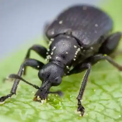 Foto von Schwarzer Birkenblattroller (Deporaus betulae)
