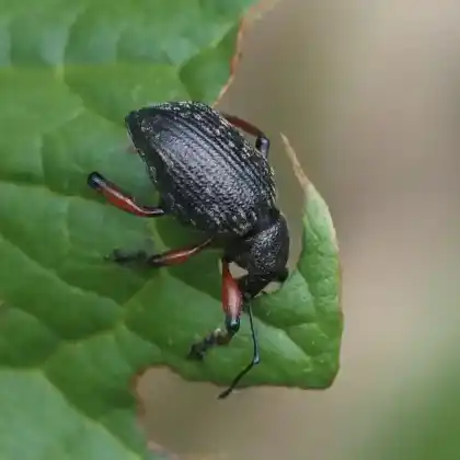 Foto von  (Dodecastichus geniculatus)