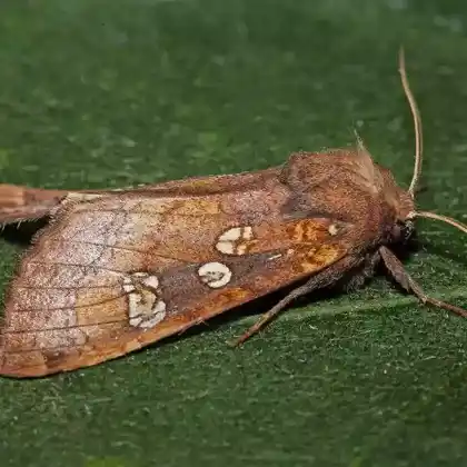Foto von Haarstrangwurzeleule (Gortyna borelii)