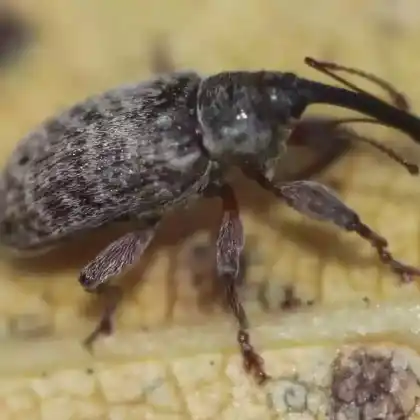 Foto von  (Dorytomus filirostris)