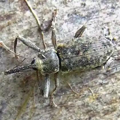 Foto von Langarmiger Pappelkätzchenrüssler (Dorytomus longimanus)