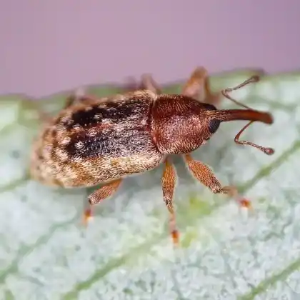 Foto von Gewöhnlicher Weiden-Kätzchenrüssler (Dorytomus melanophthalmus)