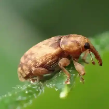Foto von  (Dorytomus nebulosus)
