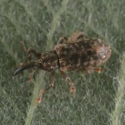 Foto von  (Dorytomus nordenskioldi)