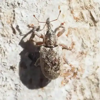 Foto von  (Dorytomus rubrirostris)
