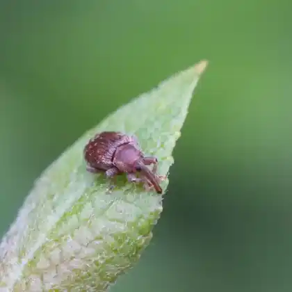 Foto von  (Dorytomus rufatus)