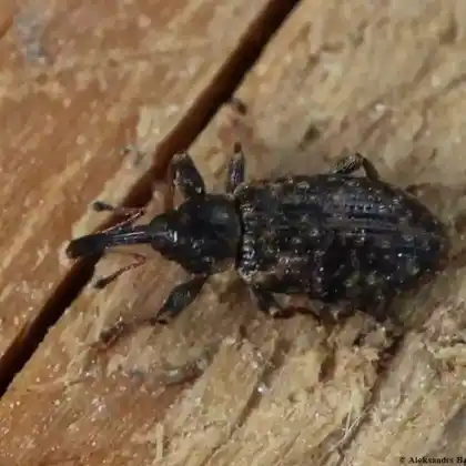 Foto von  (Dorytomus schoenherri)