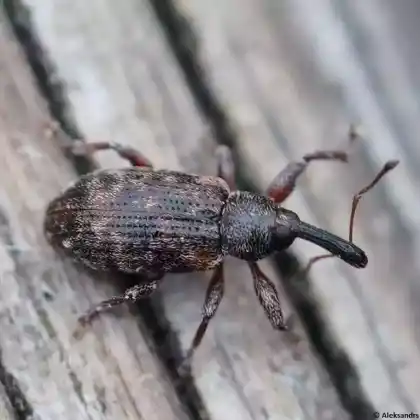 Foto von Gefleckter Weiden-Kätzchenrüssler (Dorytomus taeniatus)
